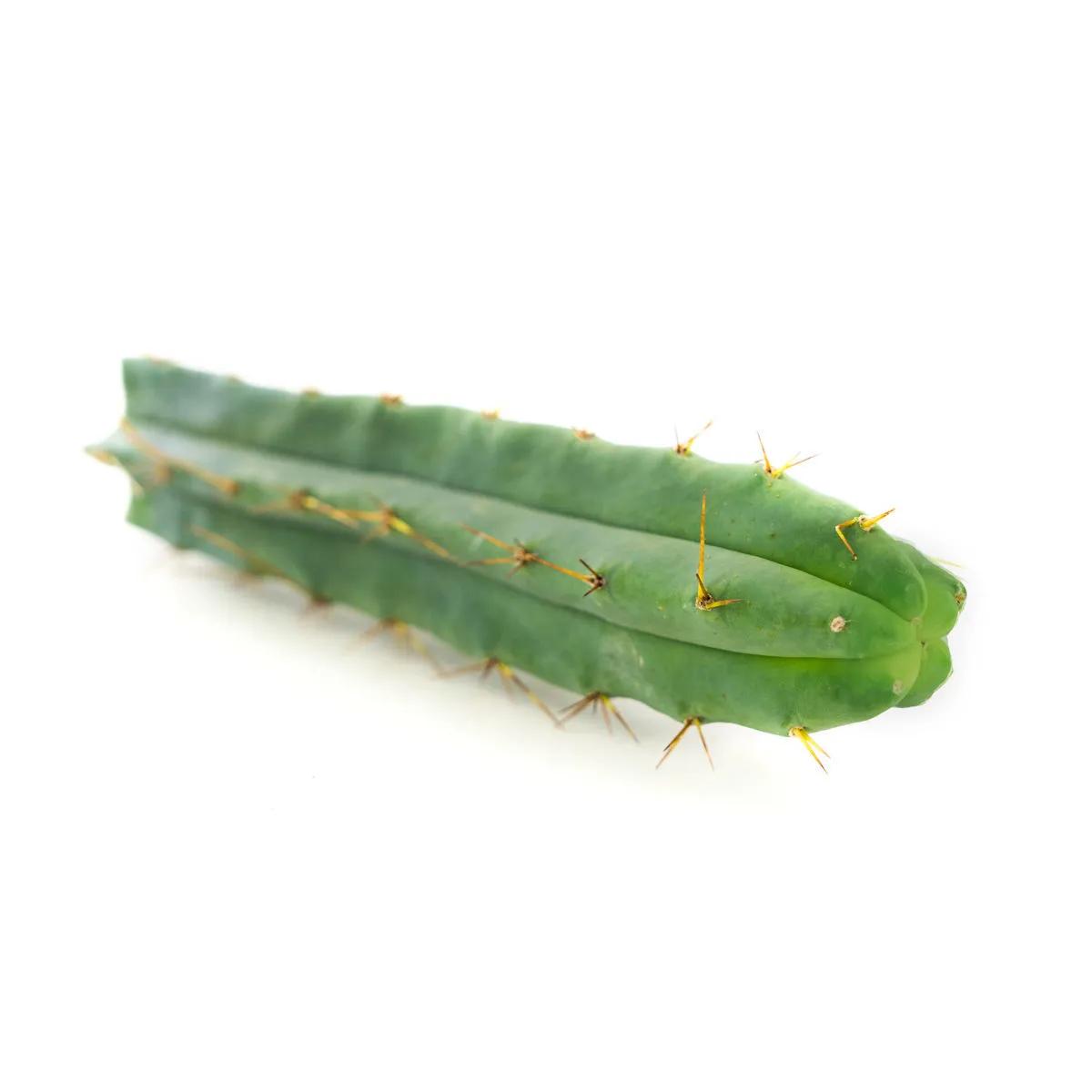 Cactus Antorcha Boliviana (Echinopsis lageniformis)