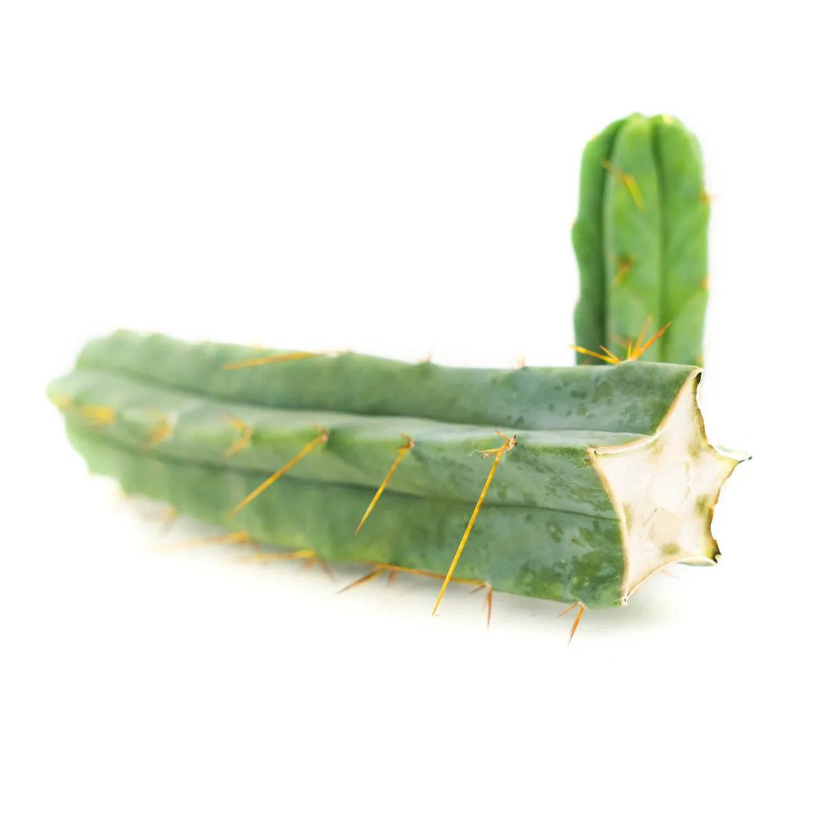 Cactus Antorcha Boliviana (Echinopsis lageniformis)