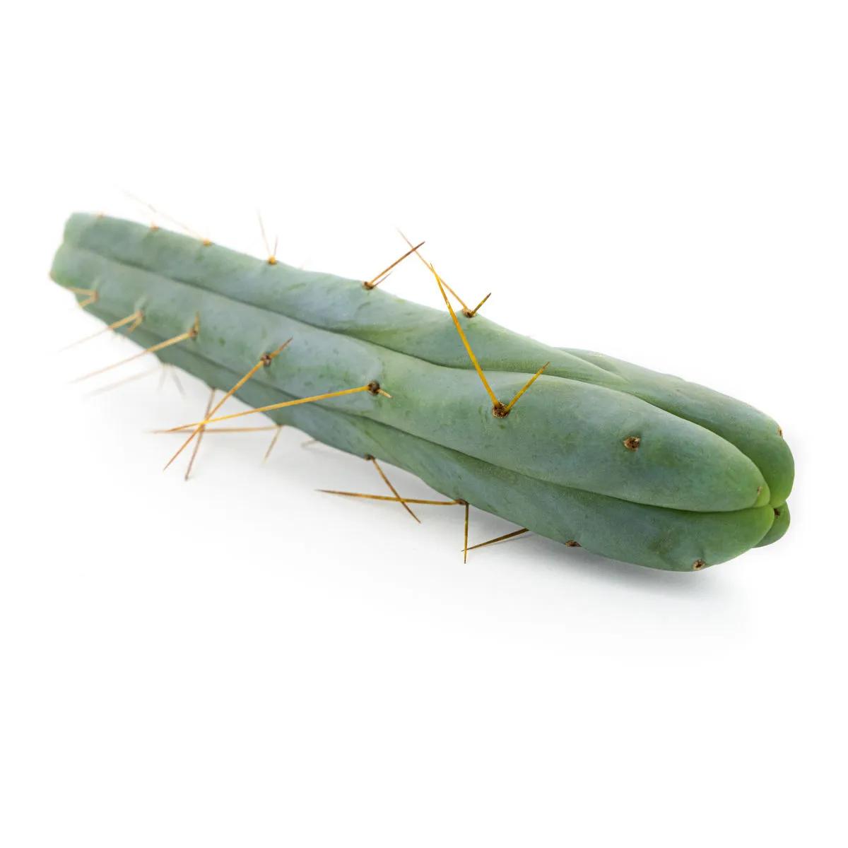 Cactus de los Cuatro Vientos