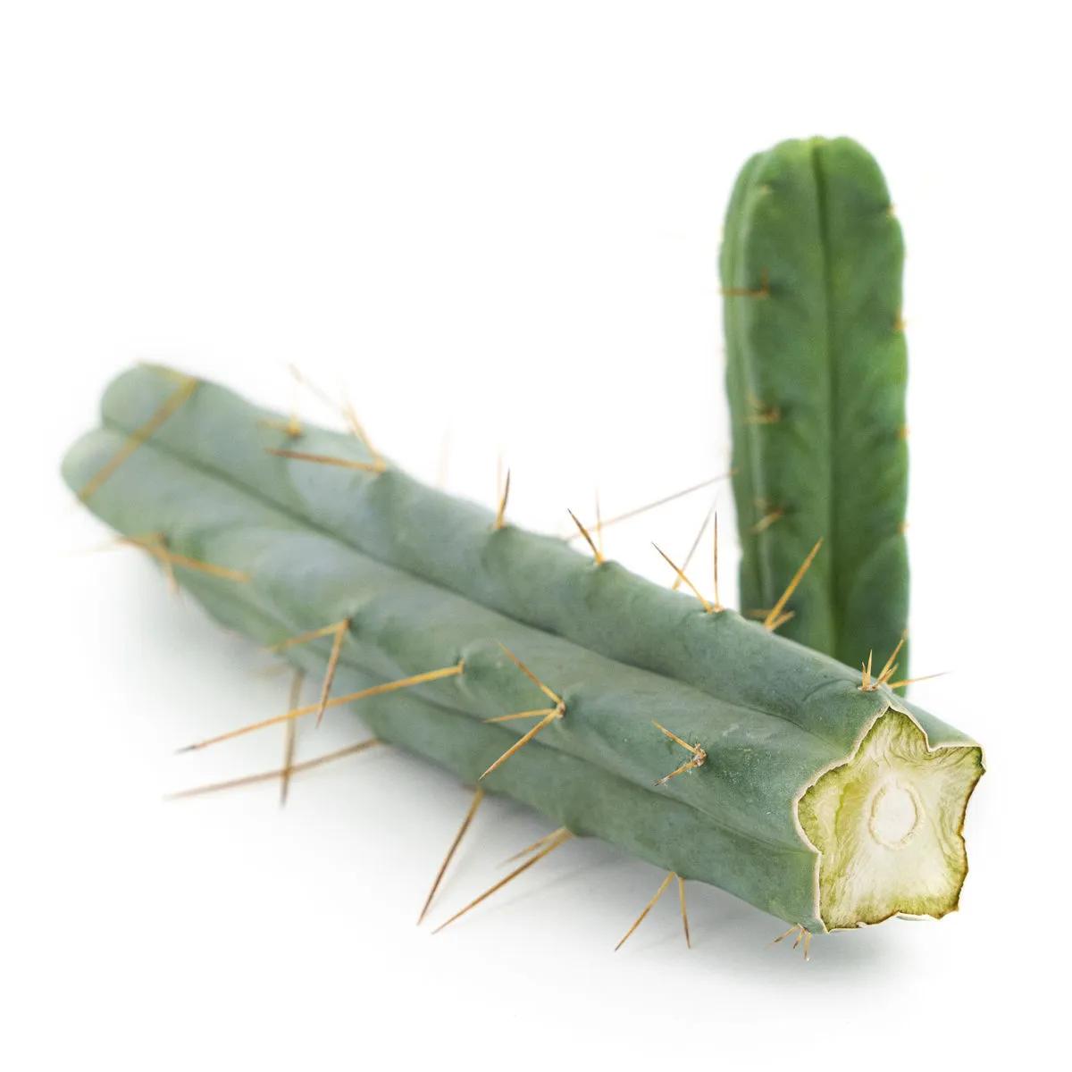 Cactus de los Cuatro Vientos