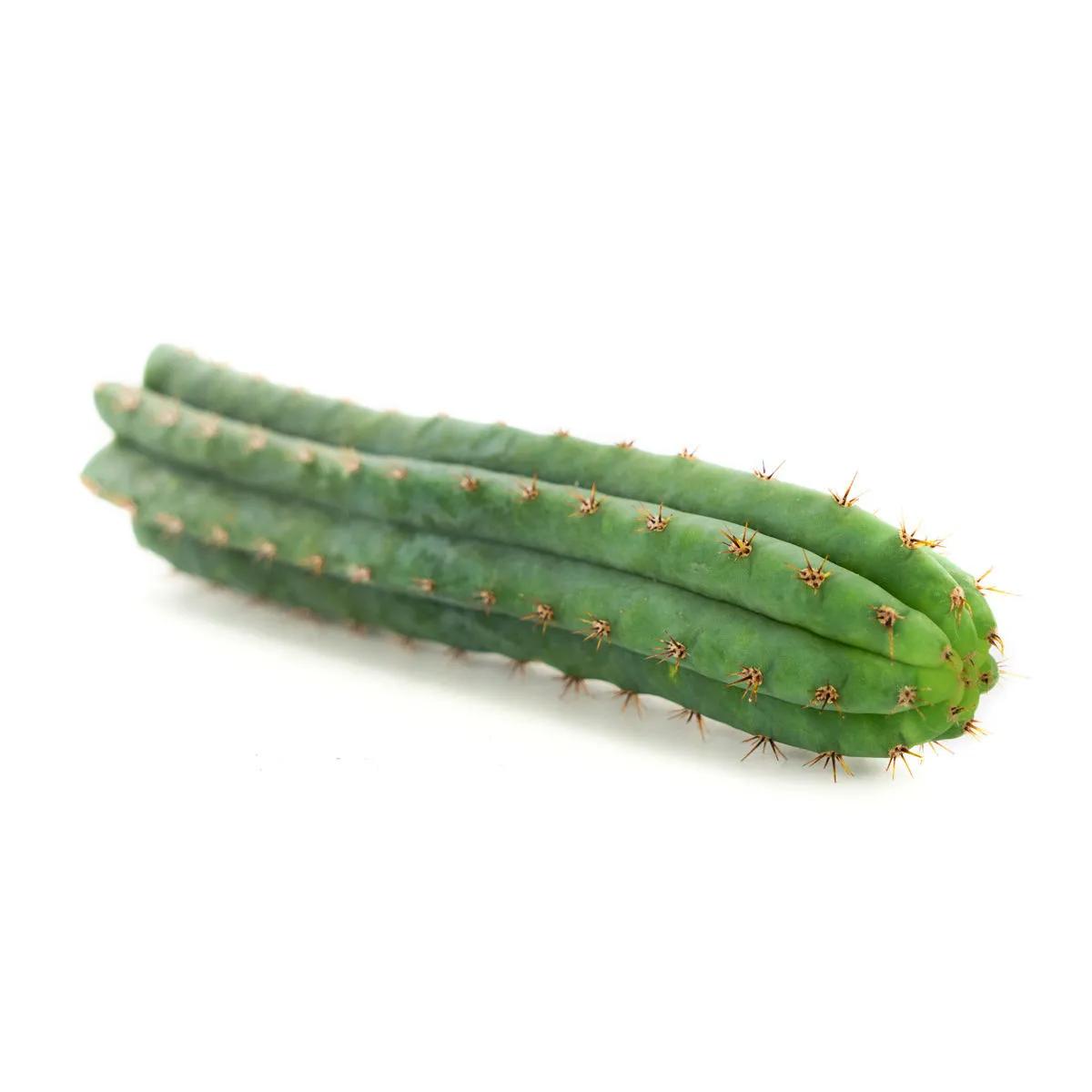 Antorcha Peruana (Peruvian Torch)