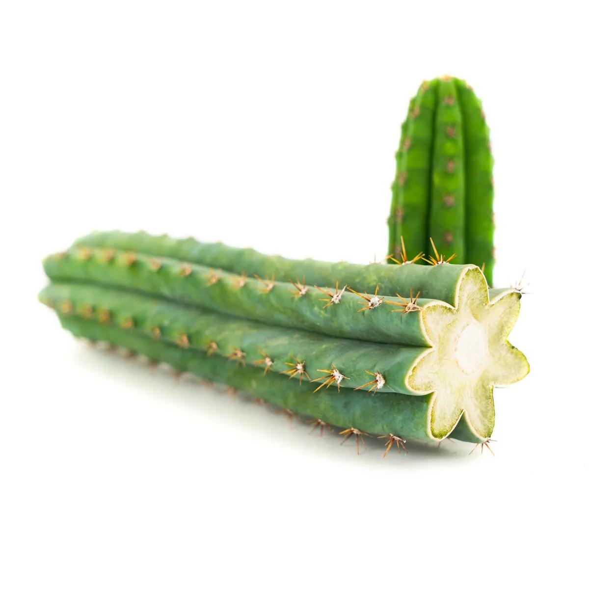 Antorcha Peruana (Peruvian Torch)