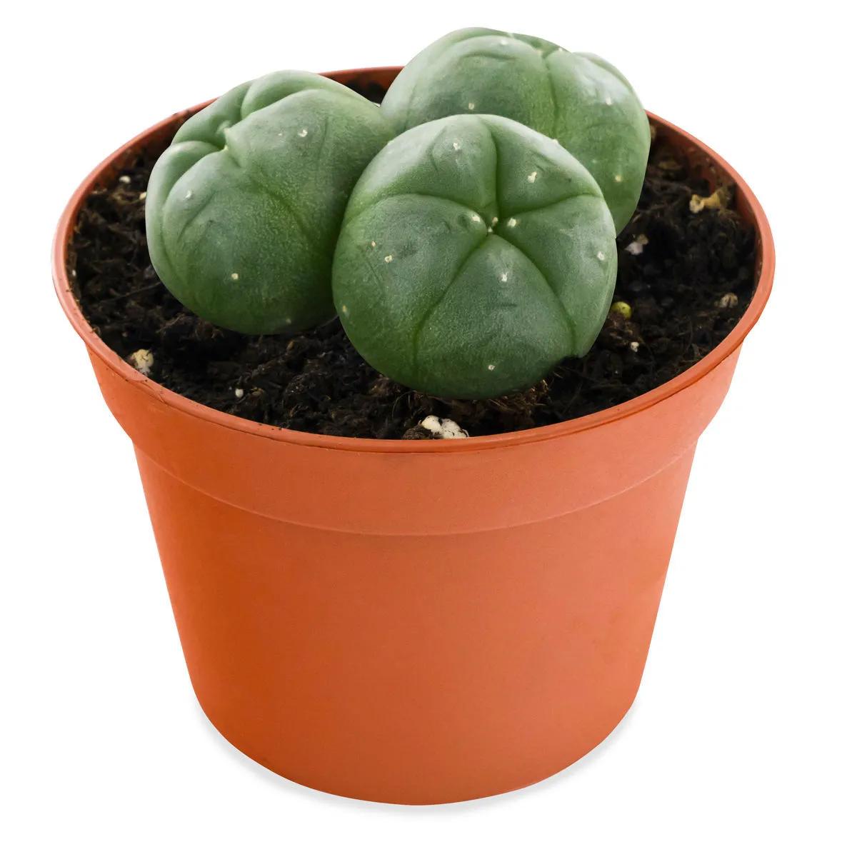 Peyote 3-Cluster