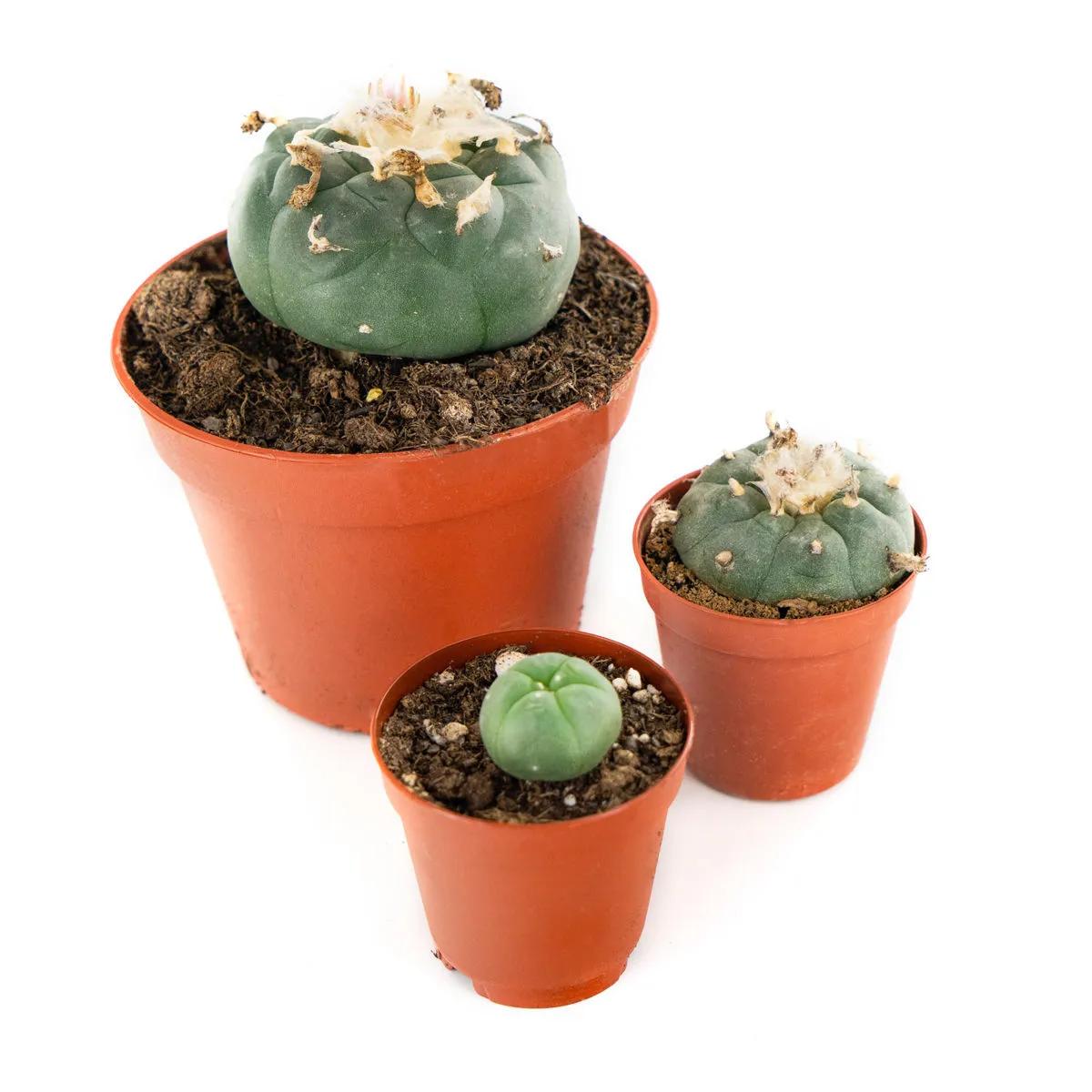 Peyote