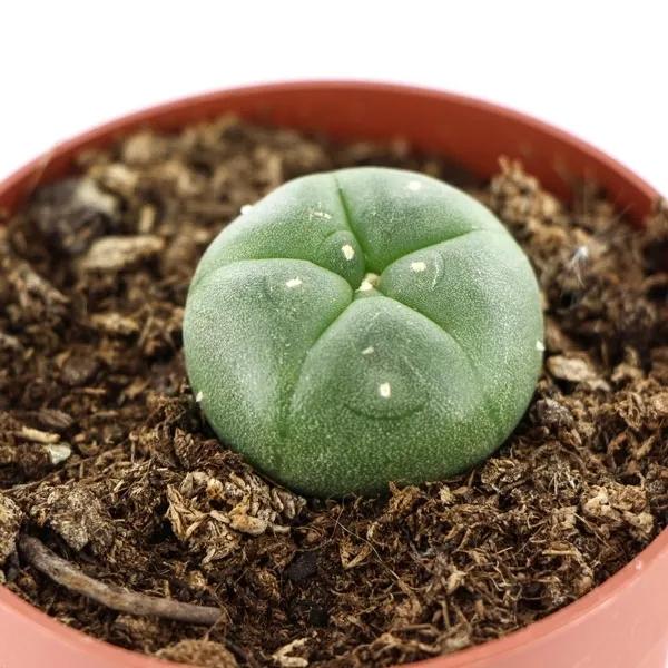 Peyote