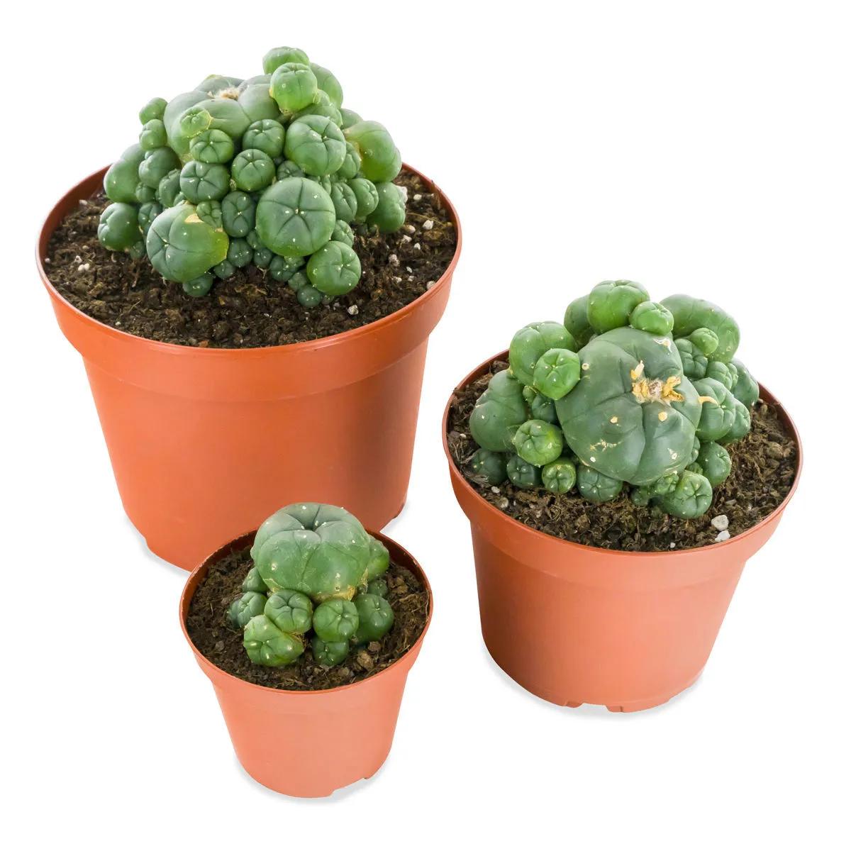 Peyote con hijuelos
