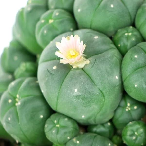 Peyote con hijuelos
