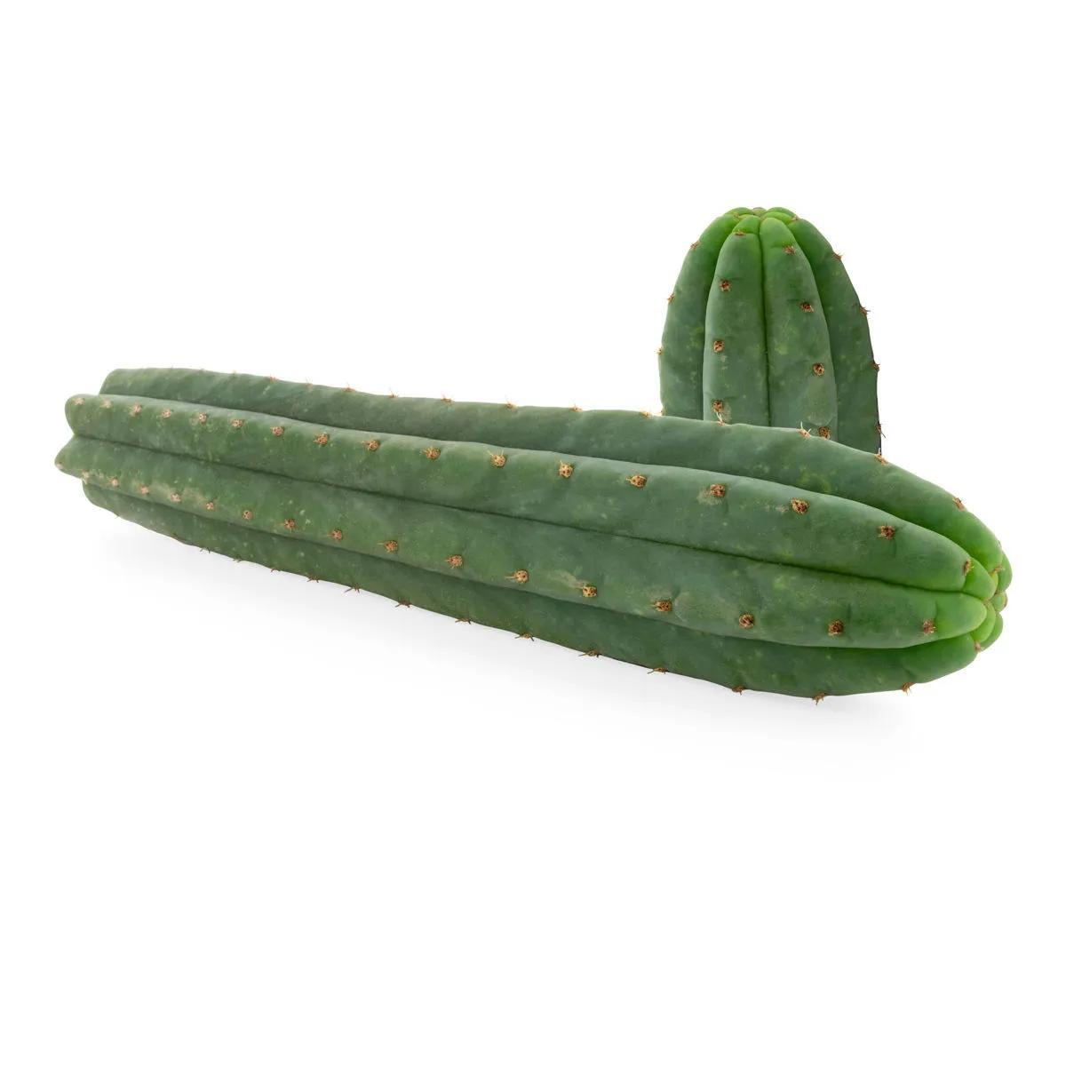 San Pedro de 7 costillas (Echinopsis pachanoi)