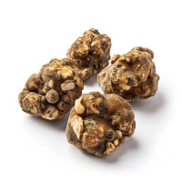 Trufas mágicas Tampanensis | Azarius