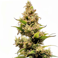 Cheese - Semillas de marihuana Azarius Seeds