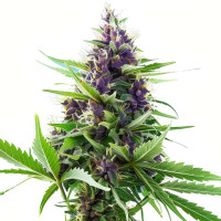 Blueberry - Semillas de marihuana Azarius