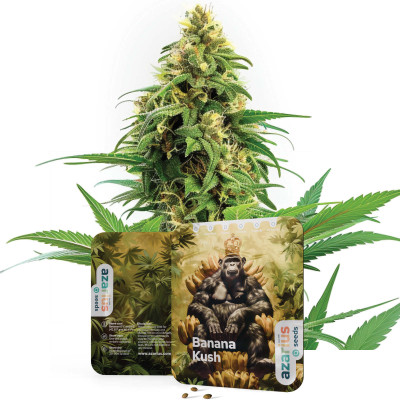 Banana Kush - Cannabis Seeds by Azarius Seeds