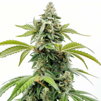 Apple Fritter - Semillas de marihuana Azarius