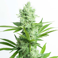 Amnesia Haze - Semillas de marihuana Azarius