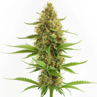 Acapulco Gold - Semillas de cannabis feminizadas de Azarius Seeds