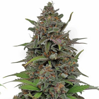 Rainbow Driver - Cannabis Seeds by Azarius