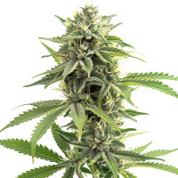 Durban Poison | Semillas de marihuana Azarius