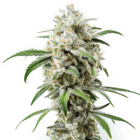 Girl Scout Cookies | Semillas de marihuana de Azarius