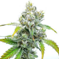 Godfather OG | Cannabis Seeds by Azarius