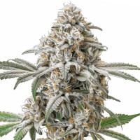 Green Crack | Semillas de marihuana Azarius