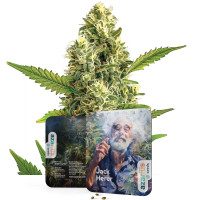 Jack Herer | Semillas de marihuana Azarius