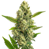 Jack Herer | Semillas de marihuana Azarius