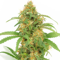 Lemon Haze | Semillas de marihuana Azarius