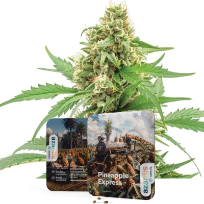 Pineapple Express | Semillas de marihuana Azarius