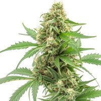 Pineapple Express | Semillas de marihuana Azarius