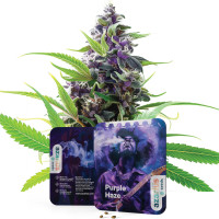 Semillas de cannabis feminizadas Purple Haze de Azarius