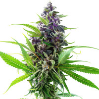 Semillas de cannabis feminizadas Purple Haze de Azarius