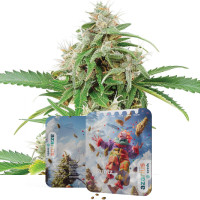 Runtz | Cannabis Seeds by Azarius