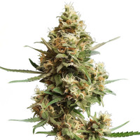 Super Silver Haze | Semillas de marihuana Azarius