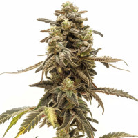 Wedding Cake | Semillas de marihuana Azarius