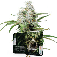 Chemdawg | Semillas de marihuana Azarius Seeds