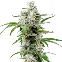 Chemdawg | Semillas de marihuana Azarius Seeds