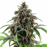 Granddaddy Purple Auto | Cannabis Seeds by Azarius