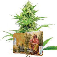 Semillas de cannabis feminizadas Sour Diesel Auto de Azarius