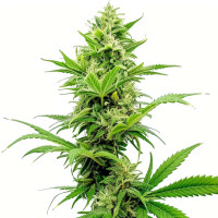 Semillas de cannabis feminizadas Sour Diesel Auto de Azarius