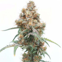 Ice Cream Cake Auto | Semillas de marihuana Azarius