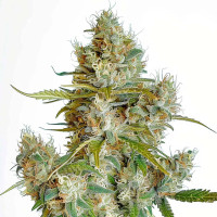 Semillas de cannabis feminizadas Thai Dream de Azarius