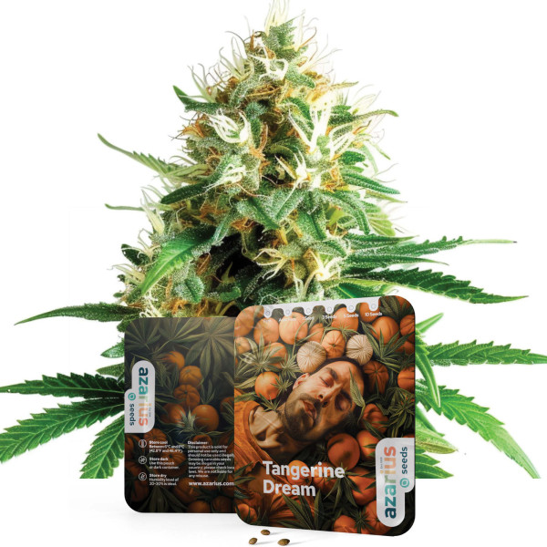 Semillas de cannabis feminizadas Tangerine Dream de Azarius