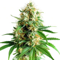 Semillas de cannabis feminizadas Tangerine Dream de Azarius