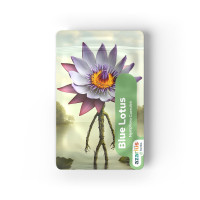 Buy Blue Lotus Dried Leaves at Azarius