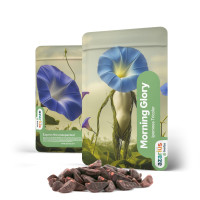 Buy Premium Morning Glory Seeds at Azarius