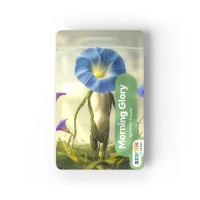 Buy Premium Morning Glory Seeds at Azarius