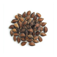 Buy Top-Quality Ephedra Seeds at Azarius