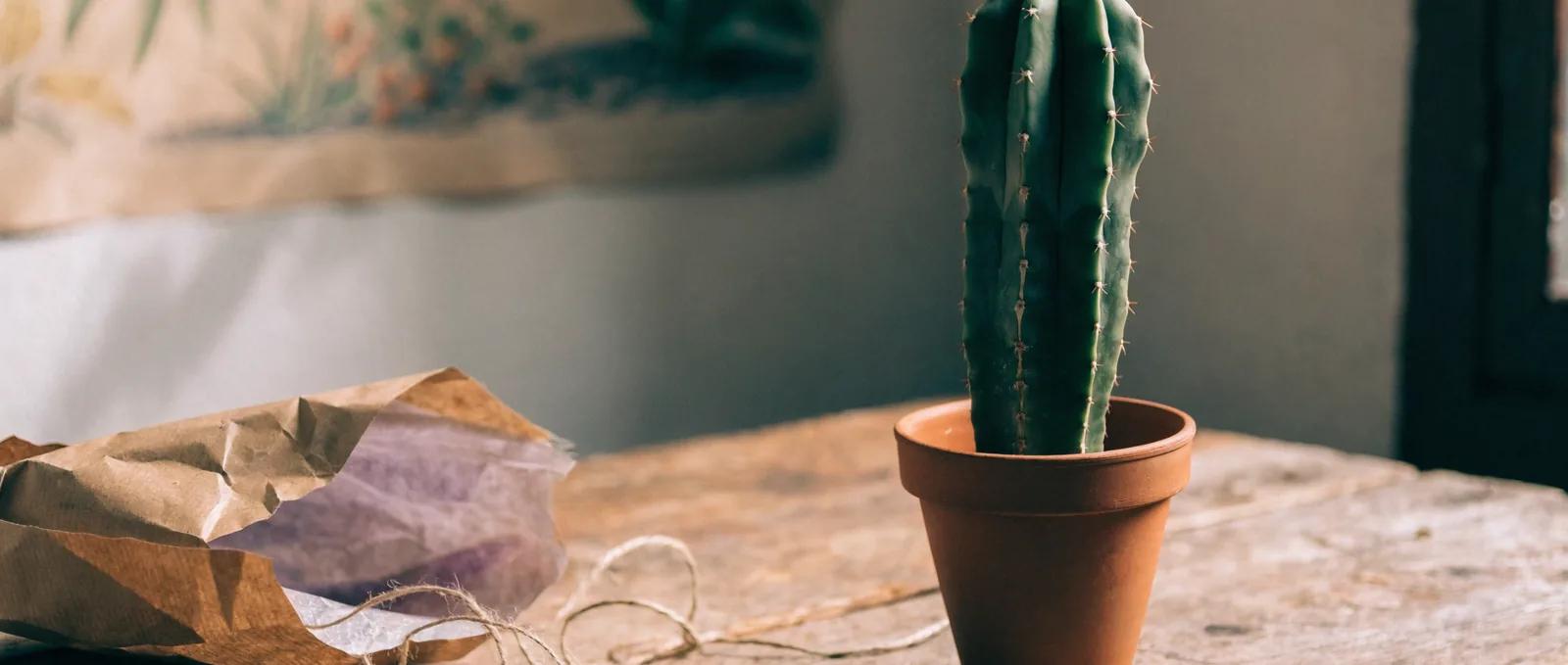 Cuidado del cactus San Pedro y peyote: primer año
