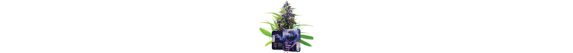 Compra las mejores variedades de marihuana Haze aquí