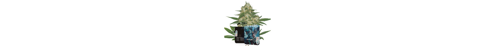 Compra aquí las mejores variedades de marihuana Kush